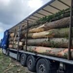 Grumes de Peuplier – Lot Camion Complet (60 stères) – Qualité Industrielle