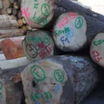 Grumes de Sapin – Lot Camion Complet (60 stères) – Chauffage Rapide & Sain