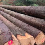 Grumes de Charme – Lot Camion Complet (60 stères) – Excellence Thermique