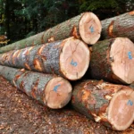 Grumes de Douglas – Lot Camion Complet (60 stères) – Bois Local & Durable