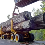 Grumes d'Érable – Lot Camion Complet (60 stères) – Essence Noble & Certifiée