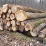 Grumes de Frêne – Lot Camion Complet (60 stères) – Certifié PEFC & FSC